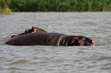 Ethiopia - Lago Chamo - Ippopotami - Hippos - 16